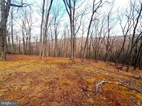 Wooded Land Near New Creek Lake