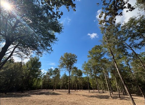 Vacant Land in Albany, LA