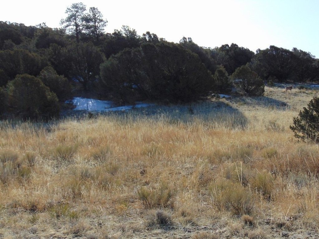 Picture 25