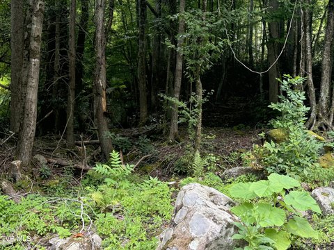 LAND - Roan Mountain, TN