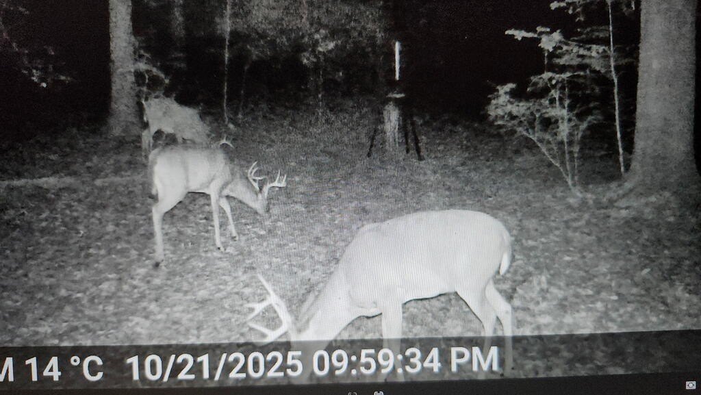 Picture 4