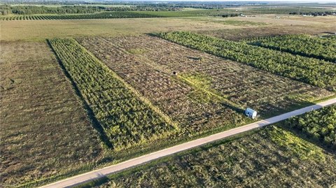 Agricultural Land with Bamboo Plantings