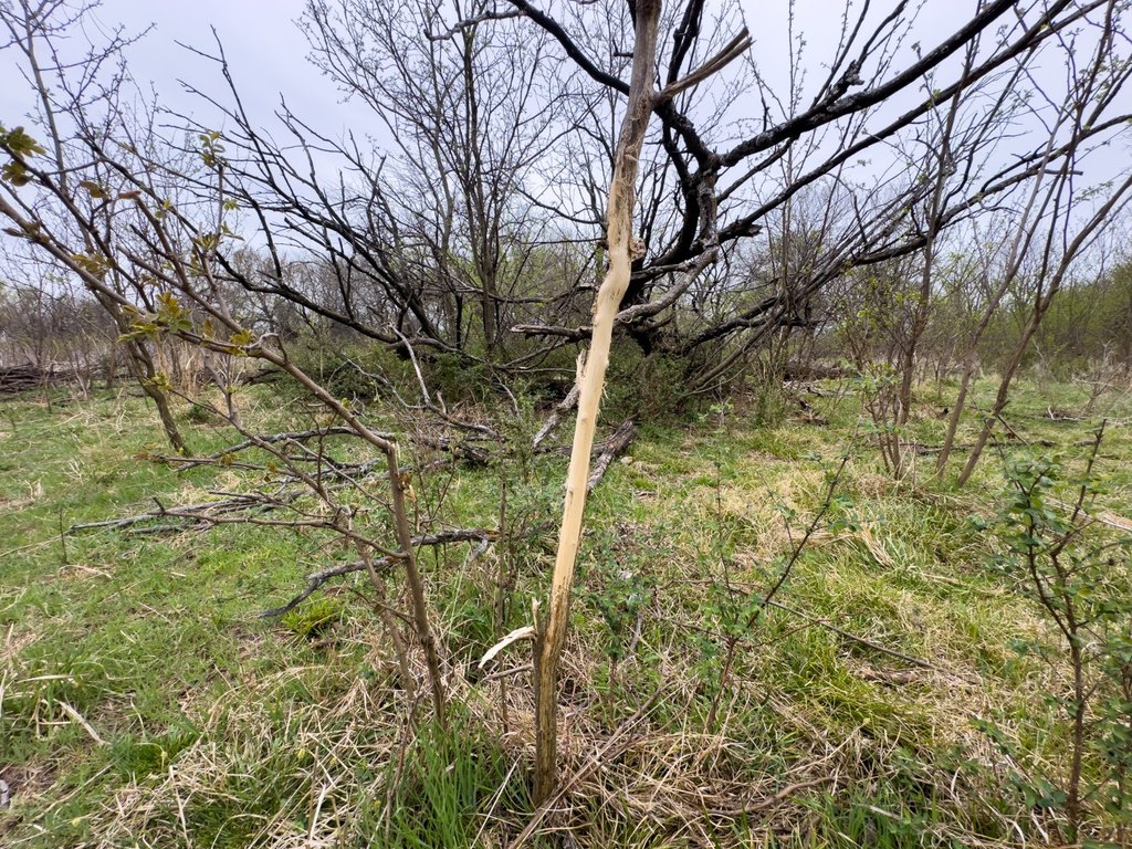 Picture 47