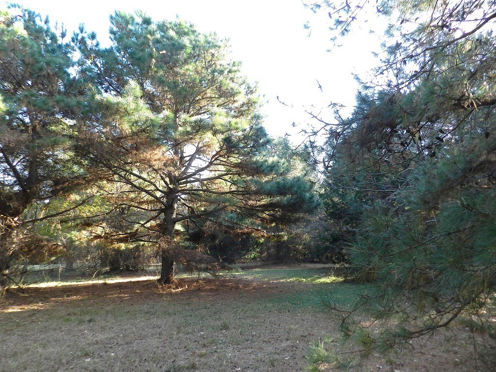 Picture 15