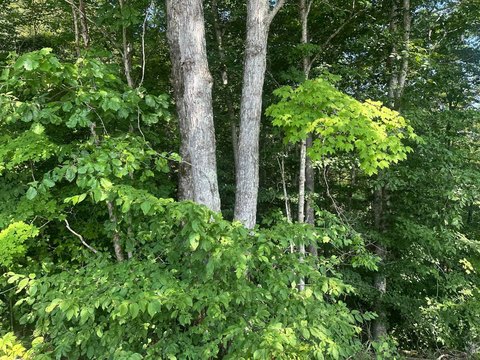 Tennessee Vacant Land Near Dale Hollow