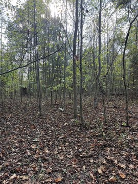 Lots and Land, Dunmor, KY