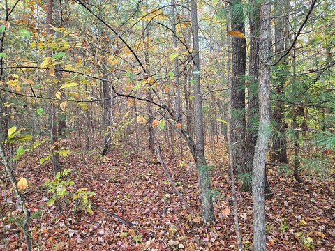 Robbins TN Wooded Land Tract
