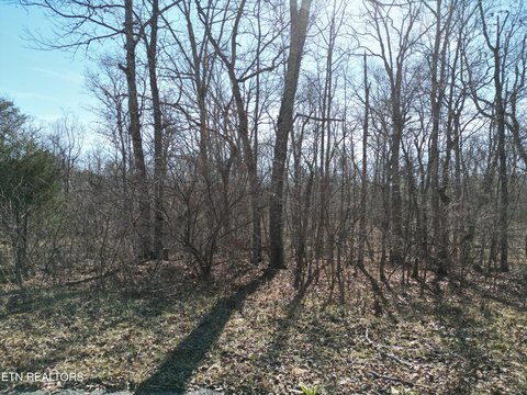 Wooded Lot in Lake Tansi