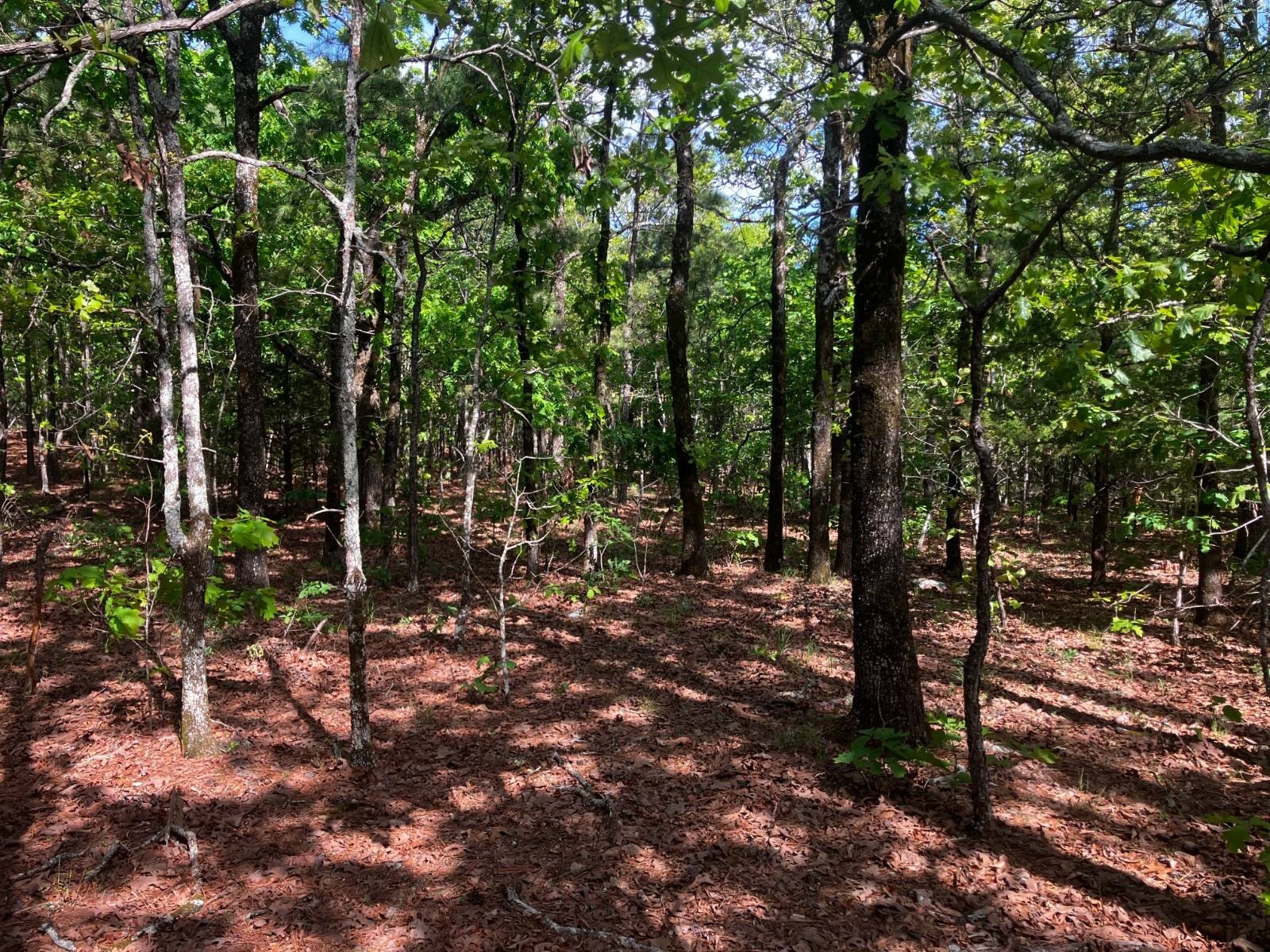 40 Acres Wooded Land in Wister