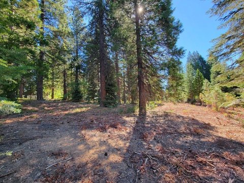 Secluded Wooded Land Near Town