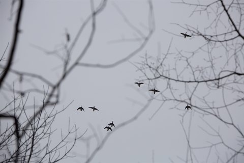 Arkansas Hunting and Farmland Opportunity
