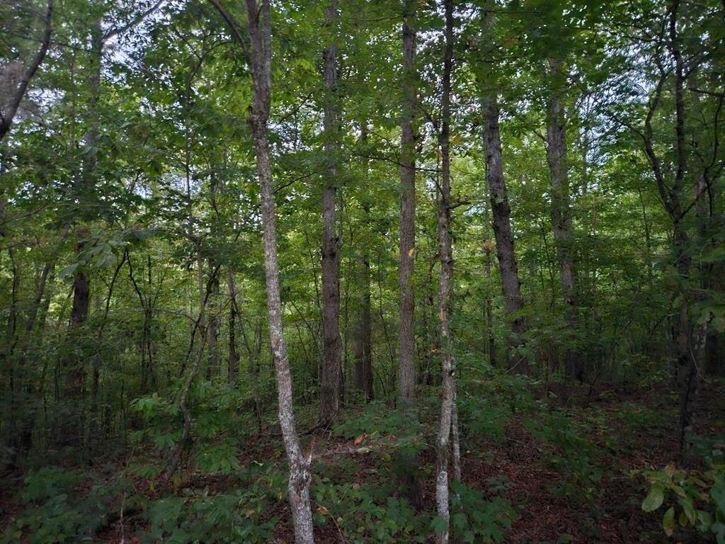 Land with Creek in Wilder