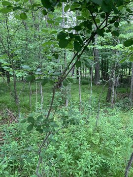 Wooded Land Parcel in Park Falls