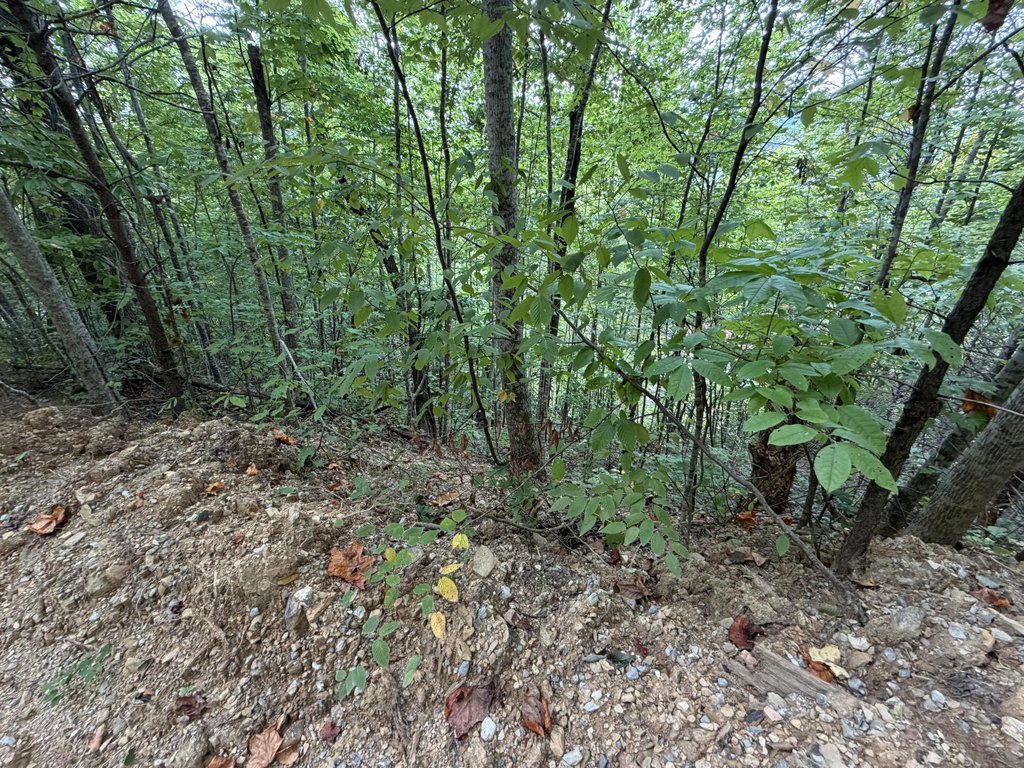 Picture 17