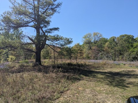 64.55 Acres in Blythe, GA