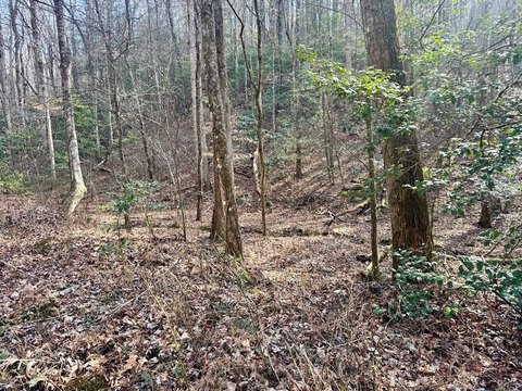 Wooded Mountain Land Parcel