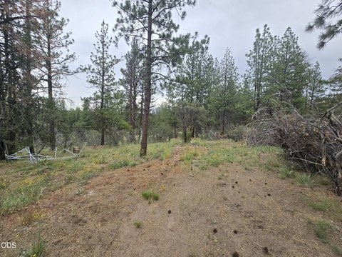 Land in Ferguson Mountain Pine