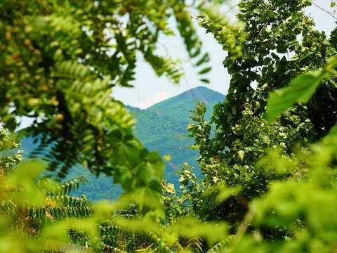 Unrestricted Mountain Hunting Land