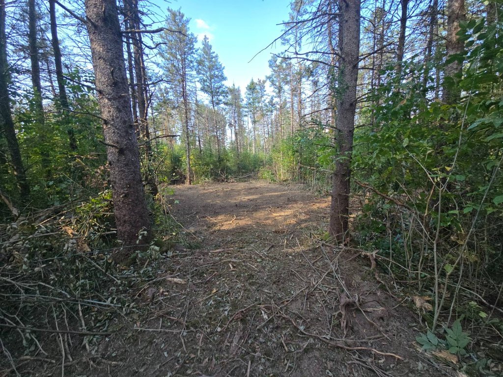 Picture 5