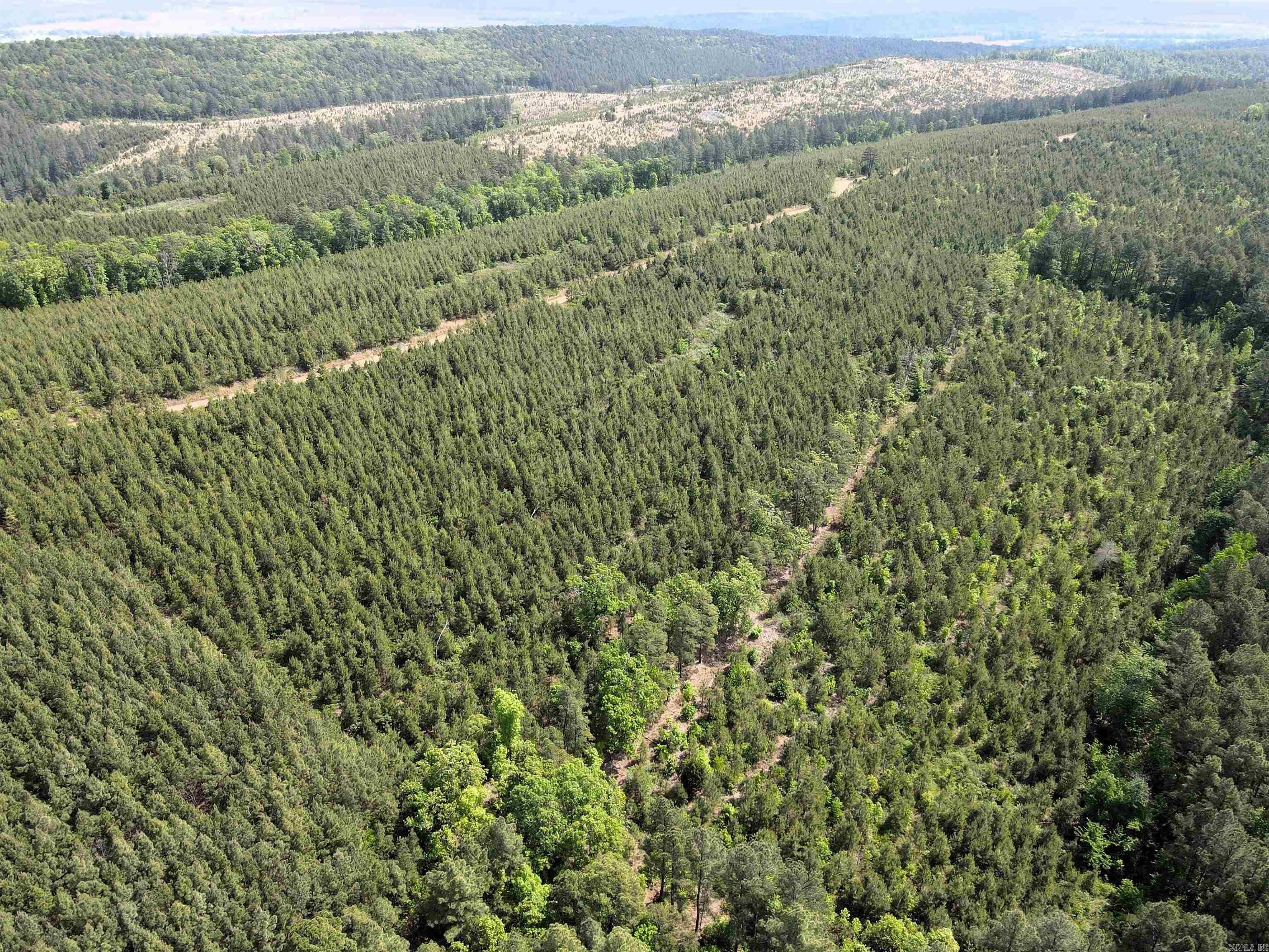 40 Acres of Timberland