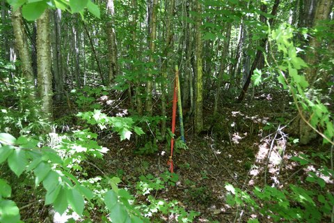 Unimproved Woodland Recreation Land