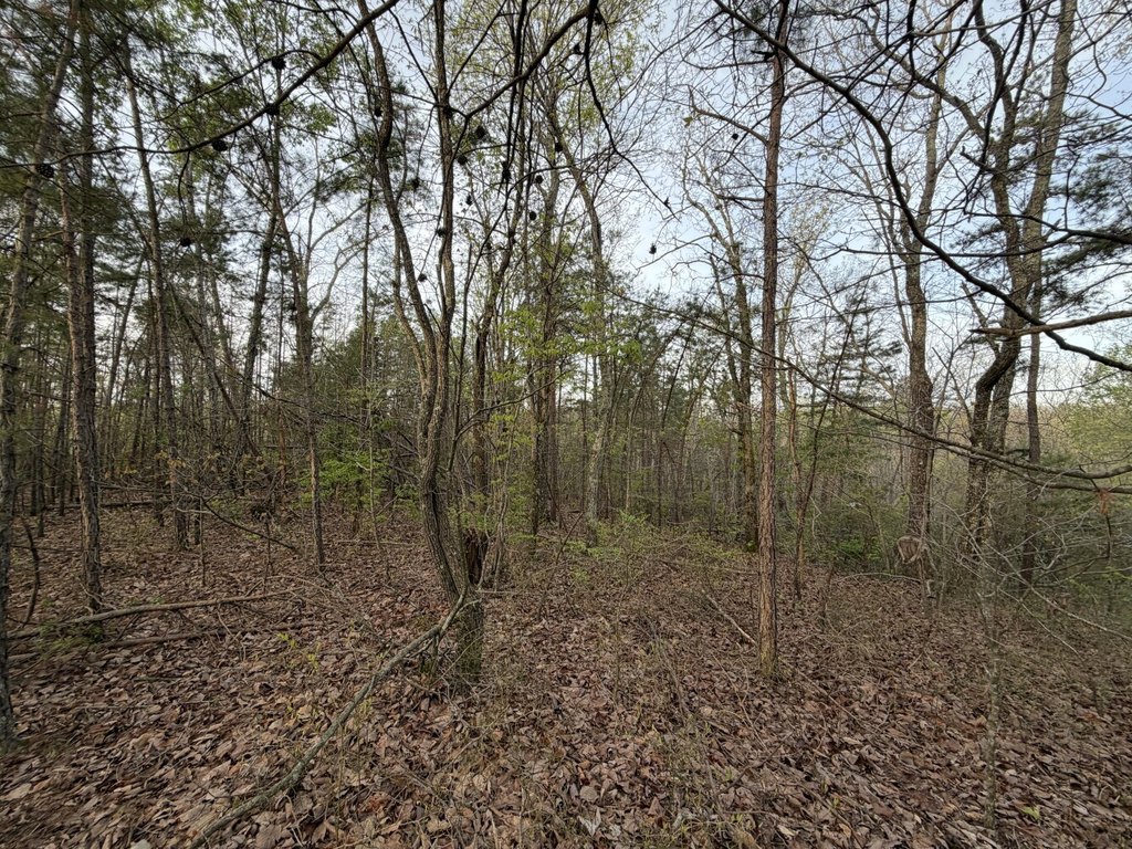 Picture 8