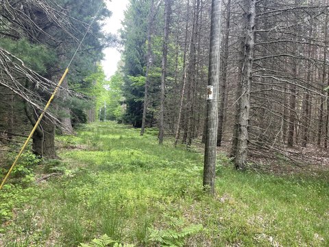 Wooded Lot Near Lake Michigan