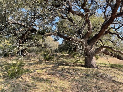 Farm and Ranch Land with Timber