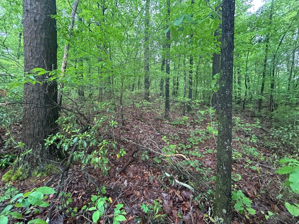 Picture 17