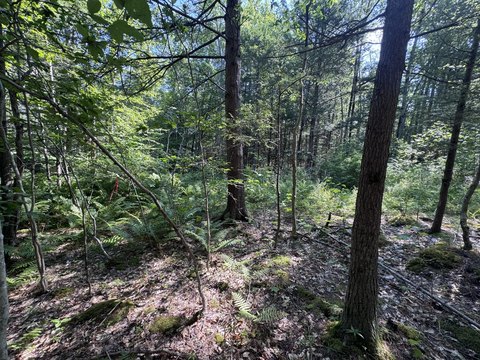 Wooded Land Parcel