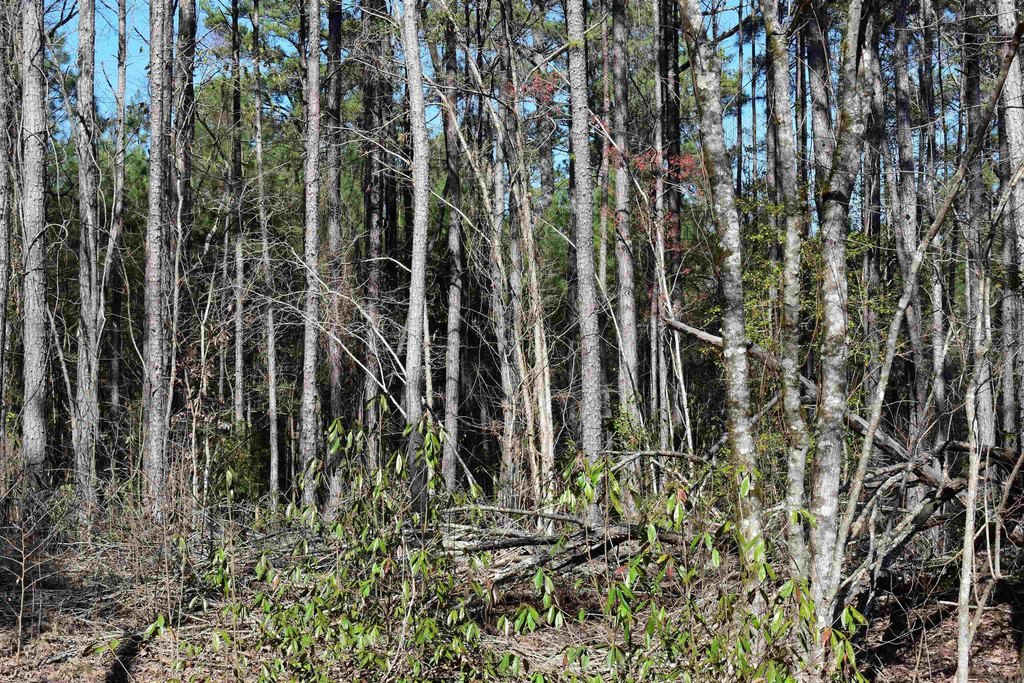 Picture 31