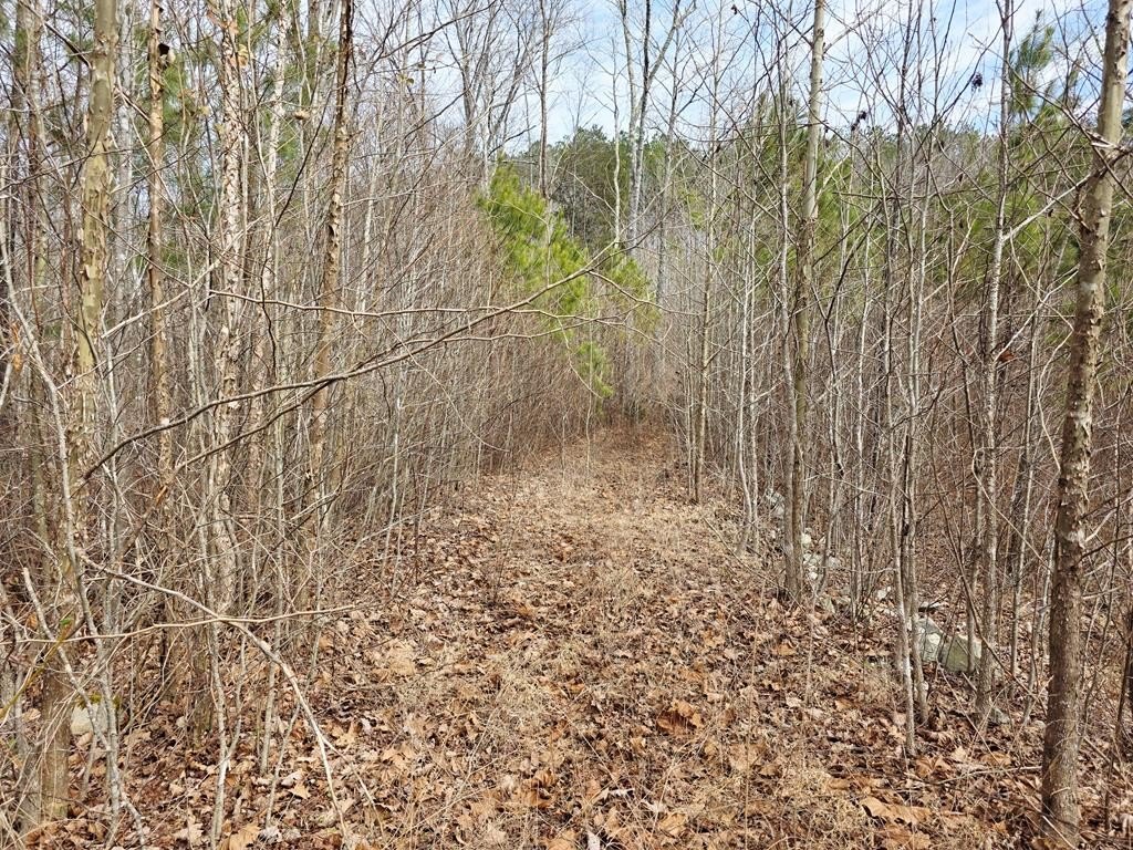 Picture 37