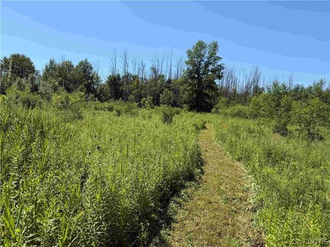Recreation Land with Road Frontage