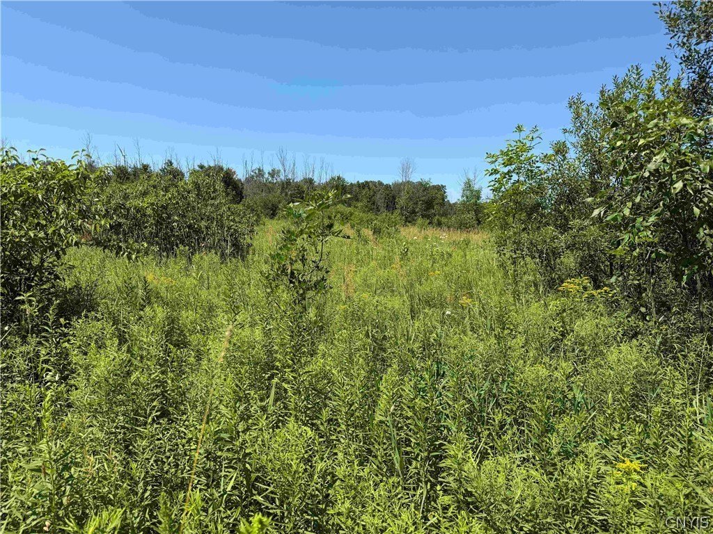 Picture 25