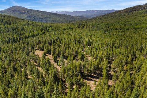Timbered Recreational Land