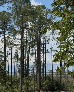 LAND - Santa Rosa Beach, FL