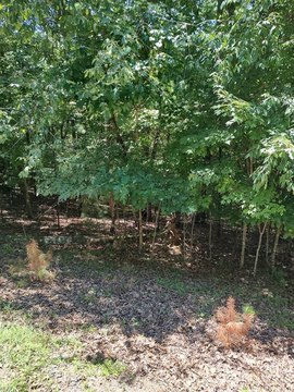 Wooded Lot in Gated Community