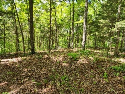 Wooded Acreage Near Dale Hollow