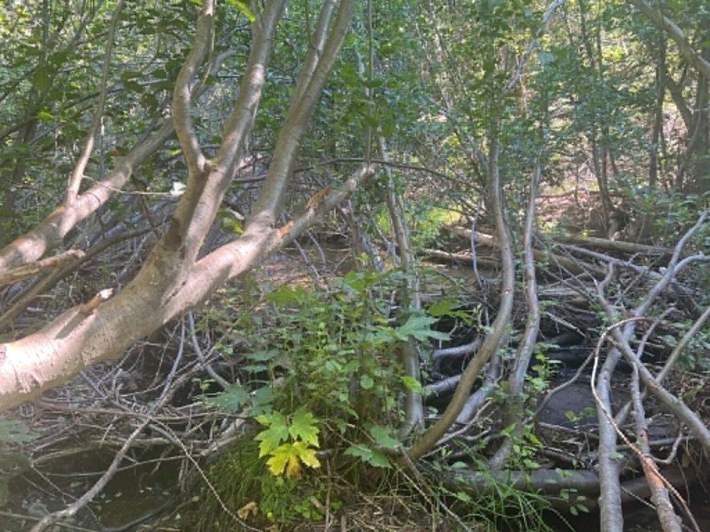 Picture 8