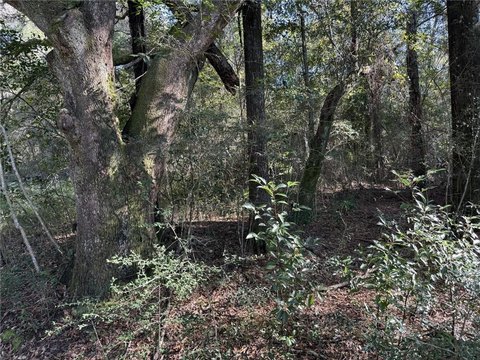 Wooded Land with Cellular Lease