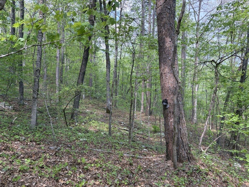 Picture 25