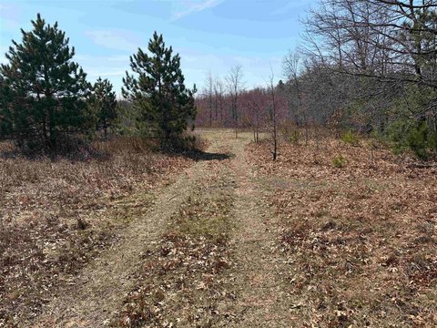 Wooded Hunting Land Parcel