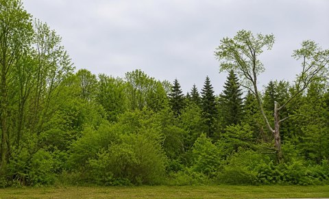 70.3 Acres Wooded Land Parcel