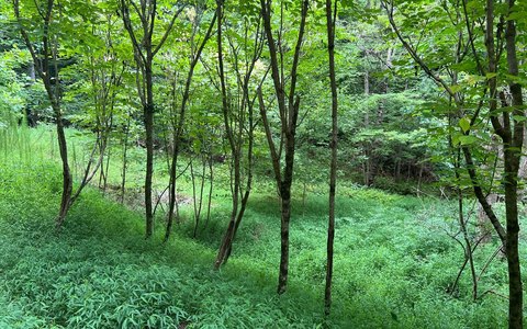Brasstown, NC Vacant Lot