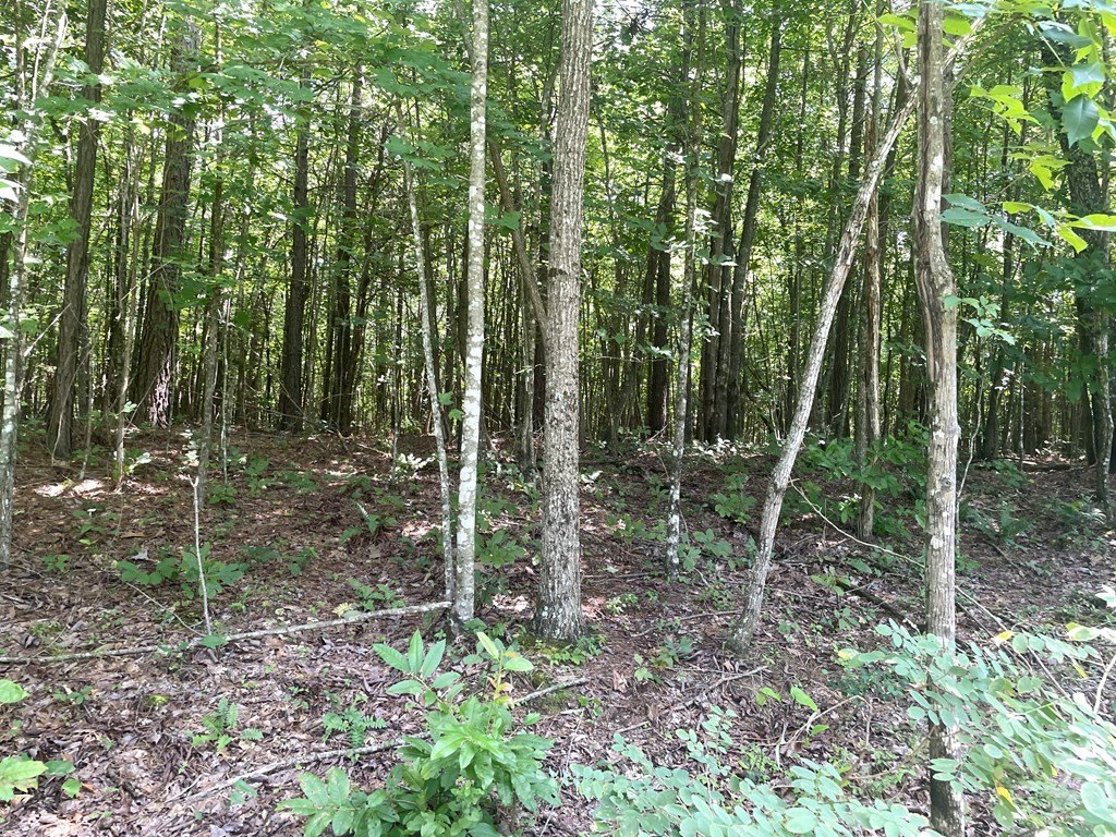 Picture 17
