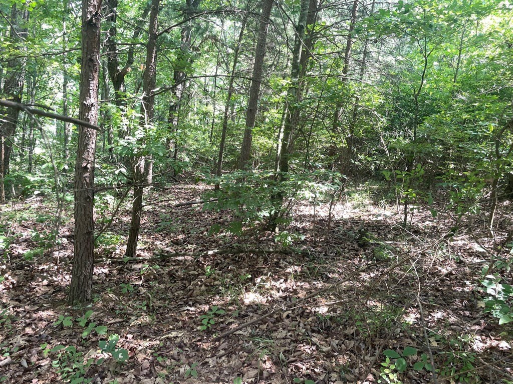 Picture 8