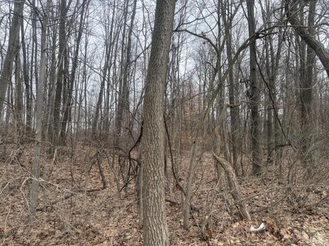 Wooded Land in Sand Lake