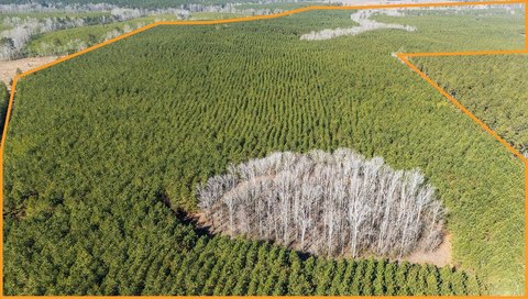 363 Acres of Timber Investment