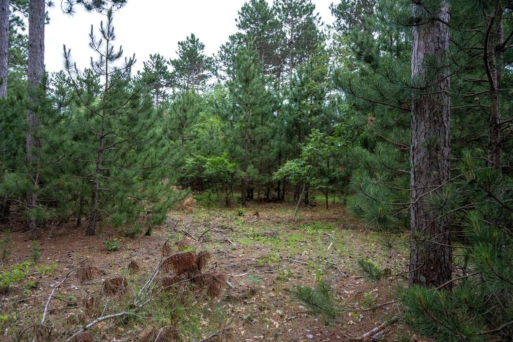 Picture 11