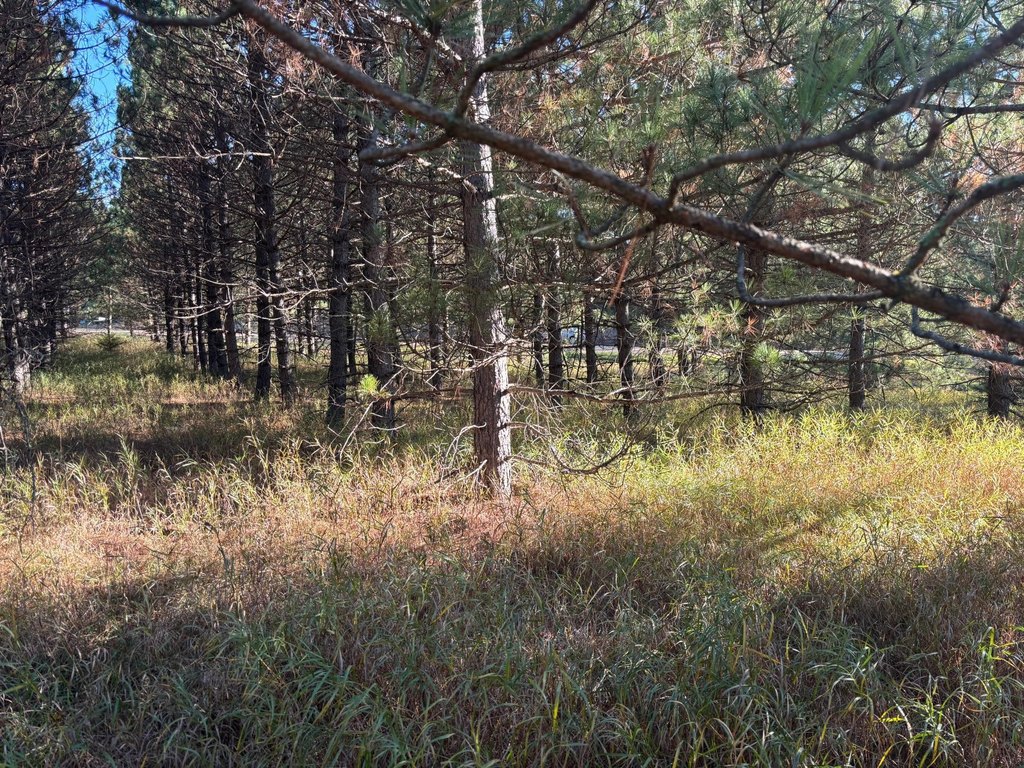Picture 8